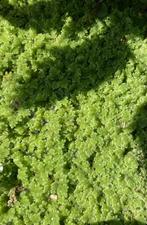 azolla filiculoides / fougères flottantes, Jardin & Terrasse, Plantes | Jardin, Ne fleurit pas, Annuelle, Plantes de bassin, Mi-ombre