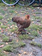 Brahma goudpatrijs hennen, Dieren en Toebehoren, Pluimvee