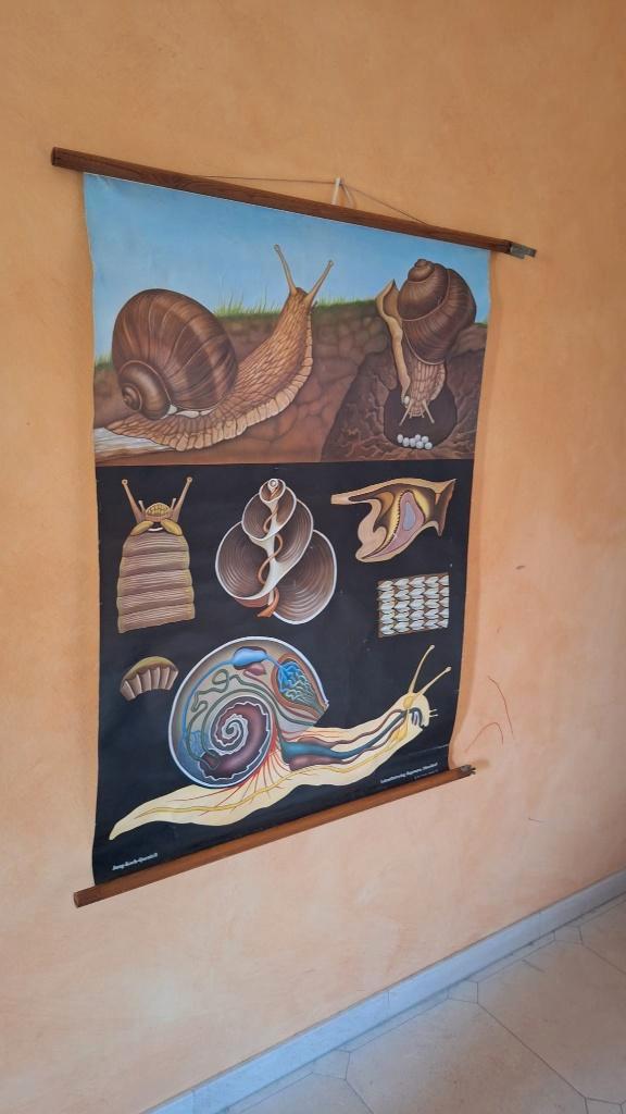 Oude schoolplaat 'De wijngaardslak', Antiek en Kunst, Antiek | Schoolplaten, Natuur en Biologie, Ophalen of Verzenden