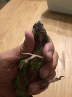 pyrrhura's om tam te maken, Dieren en Toebehoren, Meerdere dieren, Parkiet, Geringd