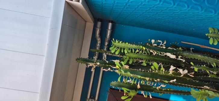 eupfhorbia trigona 2.50m hoog, Huis en Inrichting, Kamerplanten, Ophalen