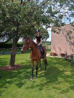 Weidemaatje zoekt een warme thuis!, Dieren en Toebehoren, Met stamboom, Ruin, Niet van toepassing, 160 tot 165 cm