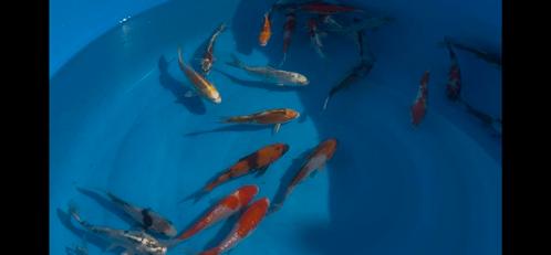 Tosai mix bowl, Dieren en Toebehoren, Vissen | Aquariumvissen, Overige typen