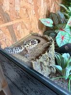 Baardagaam en luipaardgecko, Dieren en Toebehoren, Reptielen en Amfibieën