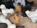 Zijdehoender, padua , cochin krielen, marans , araucana