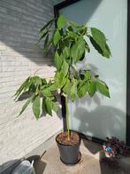 Avocado tree, Ophalen