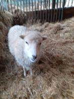 Ouessant ooitje, Dieren en Toebehoren