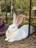 Albino voedster zoekt nieuwe thuis, Dieren en Toebehoren, Groot