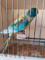 Splendid aqua blauw violet opaline ef gezoomd 25, Dieren en Toebehoren, Vogels | Parkieten en Papegaaien, Geringd