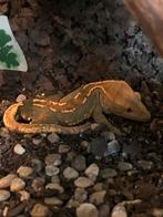 Wimpergekko man npv, Dieren en Toebehoren, Reptielen en Amfibieën, Hagedis, 0 tot 2 jaar