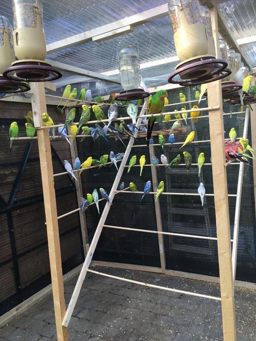 Laatste kans !! KOPPELS GRASPARKIETJES NU 18 EURO/KOPPEL, Dieren en Toebehoren, Vogels | Parkieten en Papegaaien, Parkiet, Meerdere dieren