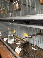 Kanaries mannen, Dieren en Toebehoren, Zangkanarie