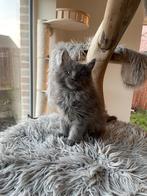 Maine Coon kittens, Dieren en Toebehoren, Meerdere dieren, Gechipt, 0 tot 2 jaar