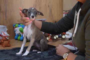 Whippet pups keuze uit 6 pupjes beschikbaar voor biedingen