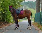 3 jarige hengst van konquistador, Dieren en Toebehoren, Springpony, 3 tot 6 jaar, D pony (1.37m tot 1.48m), Zadelmak
