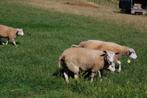 jonge schapen, Dieren en Toebehoren, Schapen, Geiten en Varkens, Meerdere dieren, Schaap, 0 tot 2 jaar