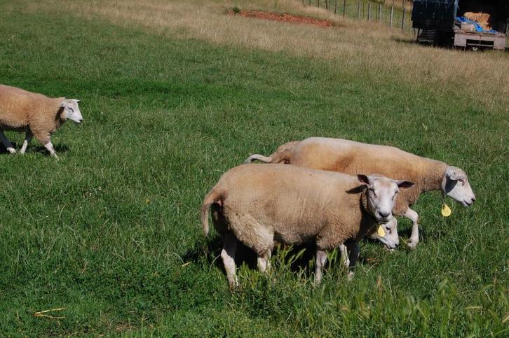 jonge schapen, Dieren en Toebehoren, Schapen, Geiten en Varkens, Schaap, Meerdere dieren, 0 tot 2 jaar