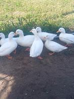 Hollandse kwakers, Dieren en Toebehoren, Meerdere dieren, Eend