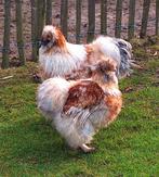 Koppel Zijdehoenders, Dieren en Toebehoren, Kip