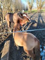 Nog 1 Halve stal gezocht, Dieren en Toebehoren, Paarden