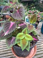 Pot met verschillende coleus / siernetels, Huis en Inrichting, Kamerplanten, Ophalen
