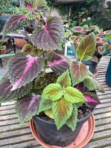 Pot met verschillende coleus / siernetels beschikbaar voor biedingen