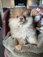 Pomeranian reu, Dieren en Toebehoren, Honden | Poolhonden, Keeshonden en Oertypen, België, CDV (hondenziekte), 8 tot 15 weken