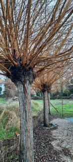 GRATIS wilgentakken, 6 m³ of meer, Ophalen, Overige houtsoorten, Takken