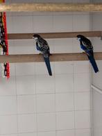 Brown Rosella’s