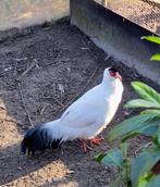 Witte oorfazanten fazant, Dieren en Toebehoren, Pluimvee, Meerdere dieren, Overige soorten