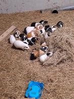 Cavia beertjes, Dieren en Toebehoren, September, Mannelijk, Cavia