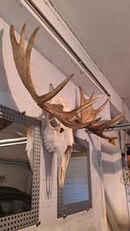 Très beau trophée d'élan suédois régulier  1m de large 90cm, Jardin & Terrasse, Hamacs, Intérieur, Une personne, Comme neuf, Avec support