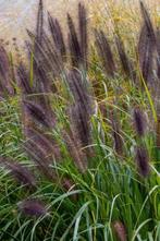 Pennisetum Black Beauty, Ophalen