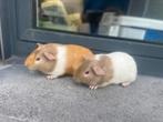 Jonge cavias, Dieren en Toebehoren