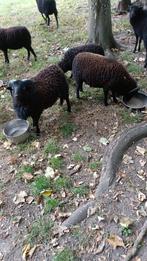 schapen, Meerdere dieren, Schaap, 0 tot 2 jaar