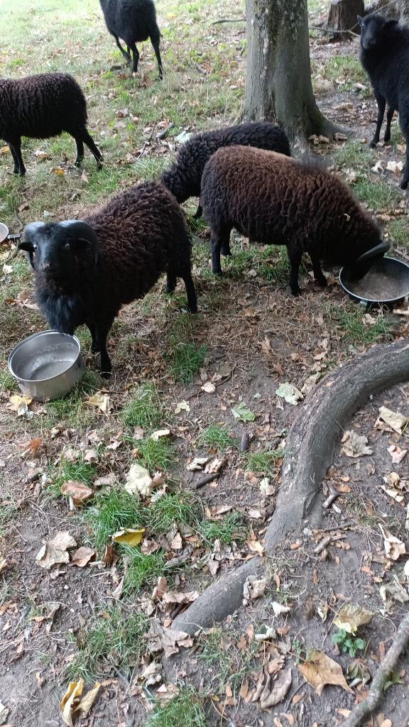schapen, Dieren en Toebehoren, Schapen, Geiten en Varkens, Schaap, Meerdere dieren, 0 tot 2 jaar