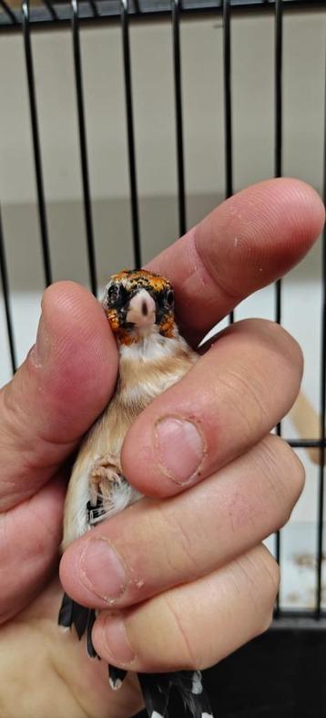 Chardonneret parva  beschikbaar voor biedingen