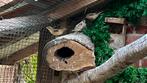 Jonge baardmannetjes correct geringd, Dieren en Toebehoren, Meerdere dieren, Wildzangvogel, Geringd