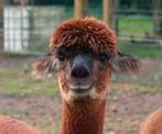 Alpaca man gecastreerd, Dieren en Toebehoren, Overige Dieren