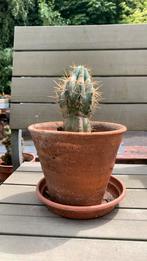 Cactus in terra cotta pot, Ophalen