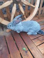 Mooie jonge mannelijke chinchilla kleurige Vlaamse reus, Dieren en Toebehoren