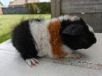 Us teddy cavia, Dieren en Toebehoren, Knaagdieren, Juni, Mannelijk