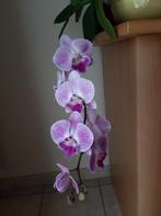 Orchidee Phalaenopsis BIGLIP, Huis en Inrichting, Kamerplanten, Ophalen, Overige soorten, Halfschaduw, In pot