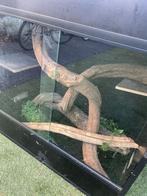 Slangen aquarium met accessoires, Dieren en Toebehoren, Slang