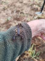 Europese Schorpioen, Dieren en Toebehoren