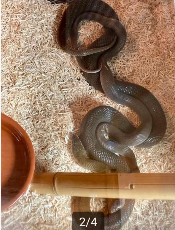 1.1 koppel Boaedon capensis, Animaux & Accessoires, Reptiles & Amphibiens, Serpent, 3 à 6 ans, Domestique