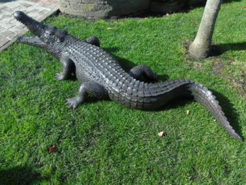 bronzen krokodil, waterstraal, 2 M lang!!!