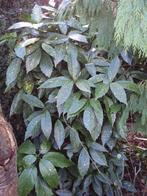 Aucuba (tuinplant), Tuin en Terras, Ophalen of Verzenden