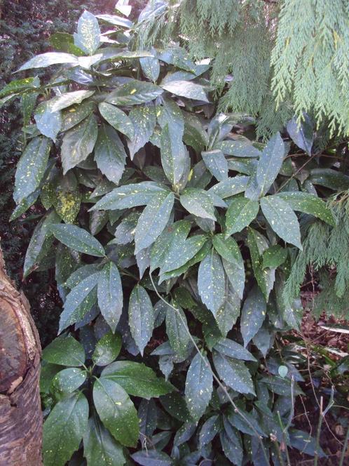 Aucuba (tuinplant), Tuin en Terras, Planten | Struiken en Hagen, Ophalen of Verzenden