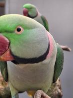 Grote alexanderparkieten, Dieren en Toebehoren, Vogels | Overige Vogels, Meerdere dieren, Geringd